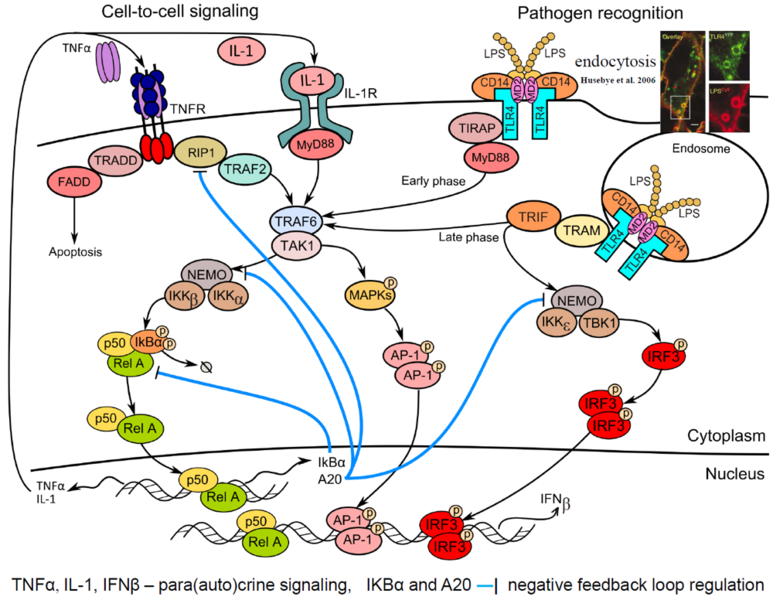 File:Themes-modeling immune responses.png